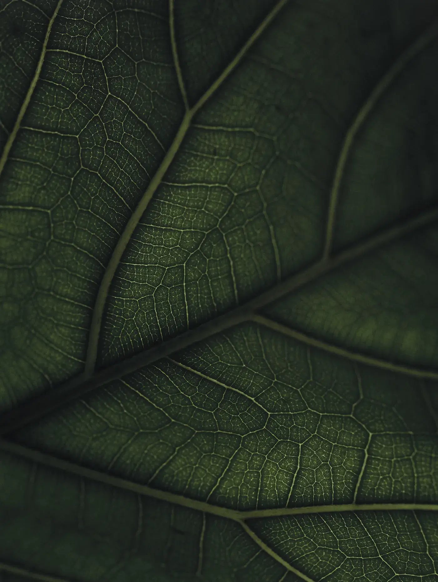 Green Home Book - Coffee Table Book - Green Living