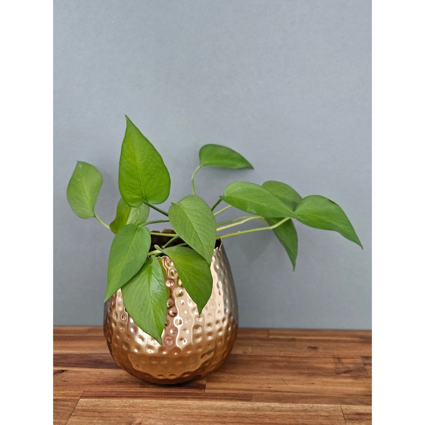 Blumentopf Übertopf Vase gold Metall Hammerschlag 18x18 cm Pflanztopf Deko