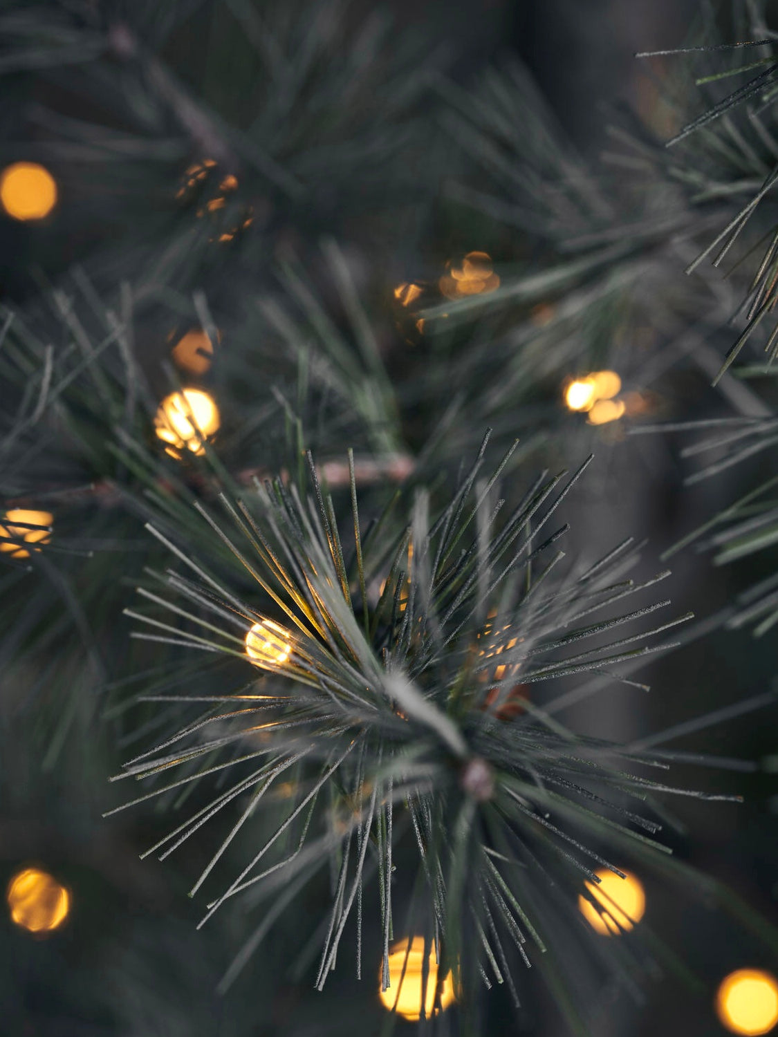 Weihnachtsbaum natur