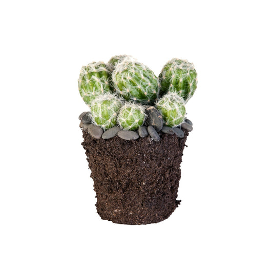 Kunstblumengewächs Kaktus, in 2 Größen