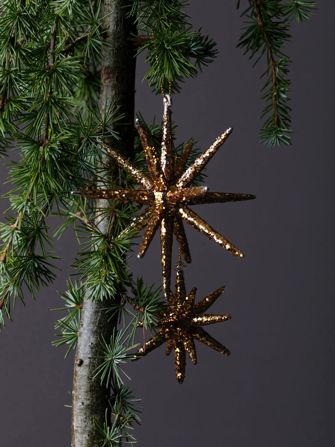 Poinsettia HDSpike golden brown, in 2 sizes