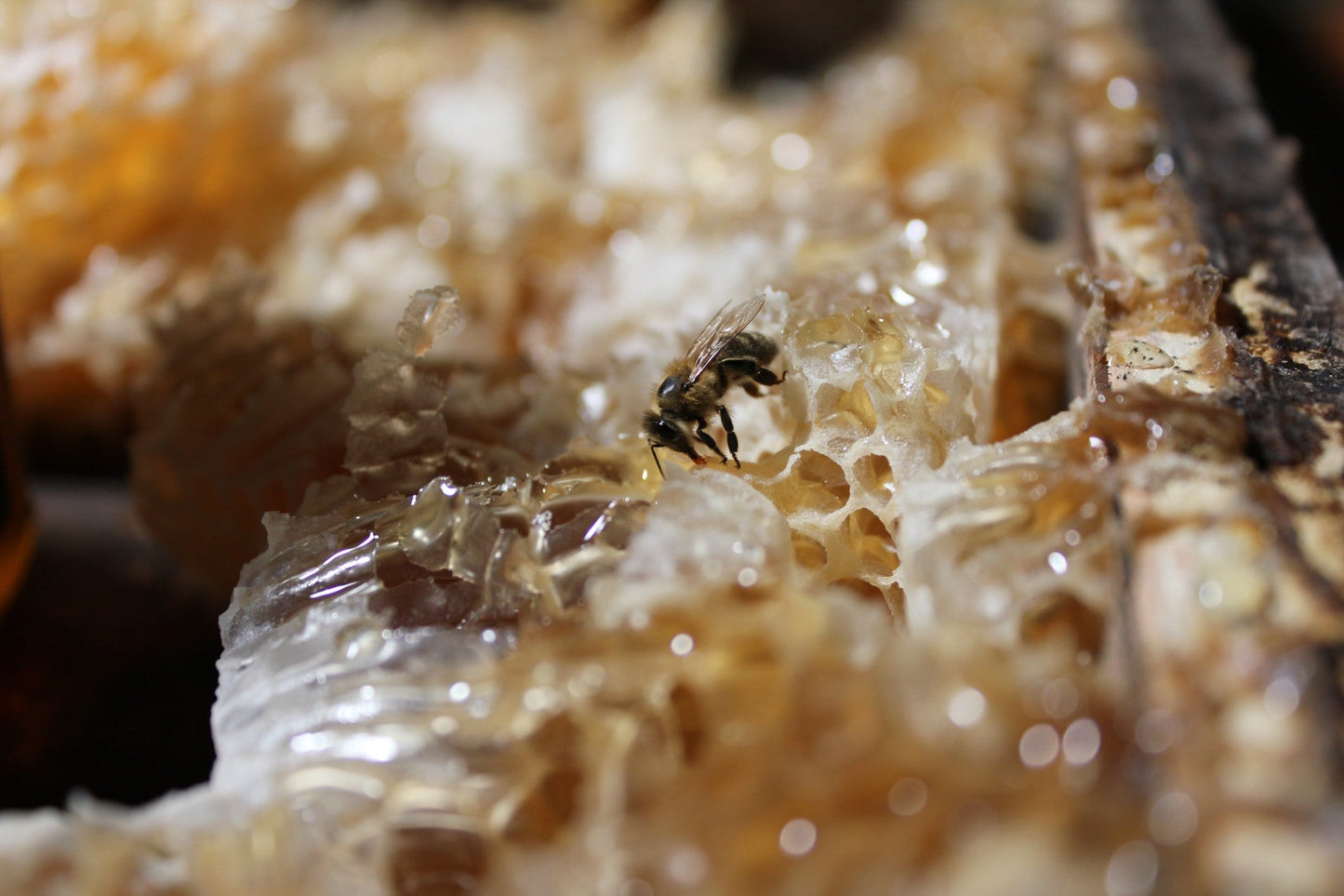 Natural Macadamia Honey 250g – Australian Origin, Raw, Pure