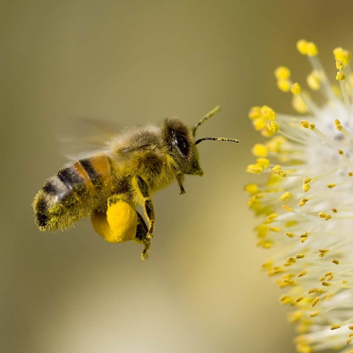 Cold Extracted Manuka Honey 30+ MGO – 250g Australian Raw Honey