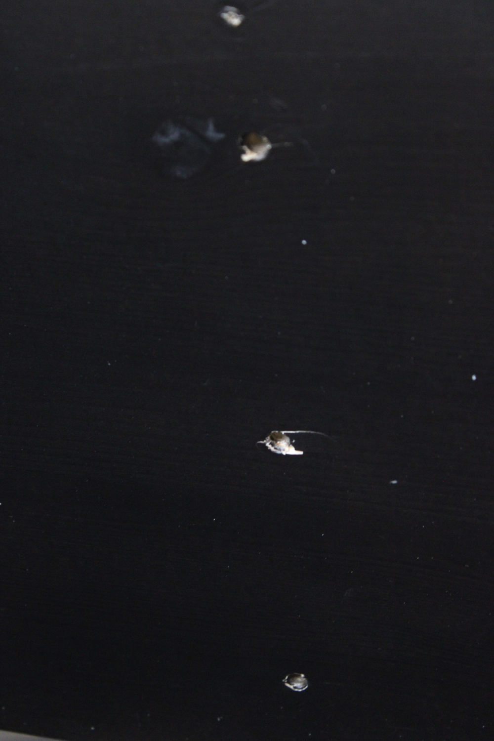 Svefnsófi/futon-rúm í B-flokki, Karup Design, úr furu, náttúrulegri futon-dýnu, gölluð vara.